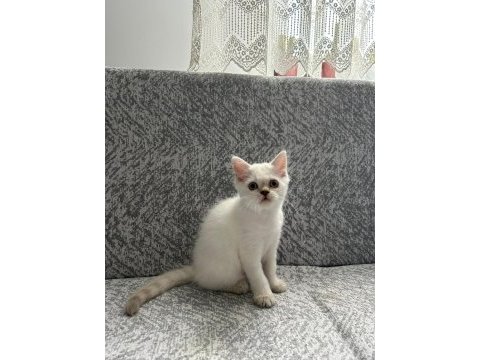British shorthair yavrularımıza yeni yuva arıyoruz