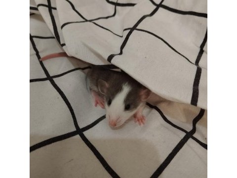 Dumbo rat husky ve karamel bebekler acil