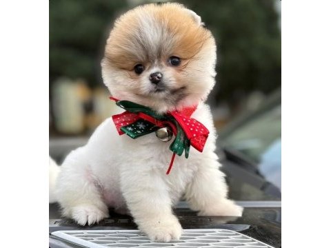 Safkan pomeranian boo bebekler