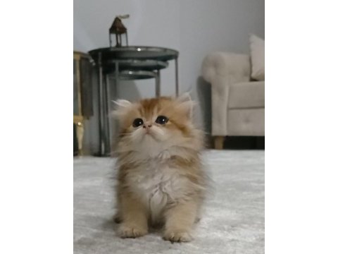 British longhair 35 günlük