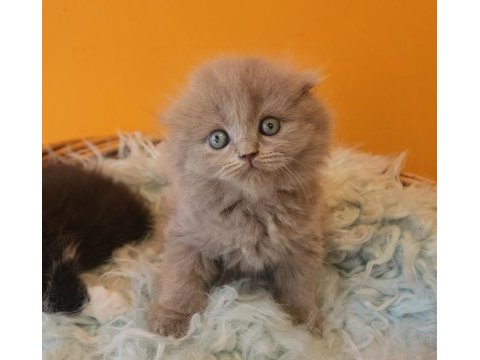 Bsh ve sflh dişi ve erkek yavru kediler izmir