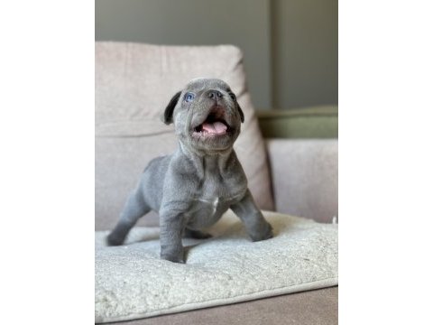 İzmir french bulldog köpekler