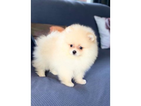 En sevimli pomeranian boo yavruları 