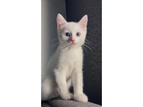 British shorthair 4 aylık yavru kedimiz