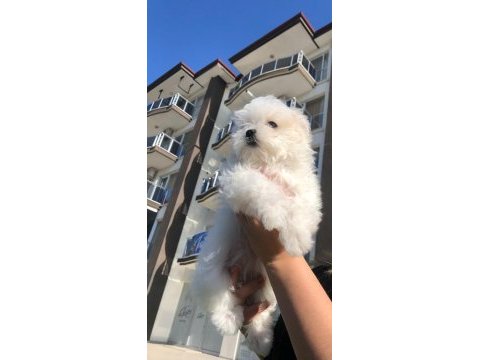Orijinal kore kan maltese erkek bebeğim