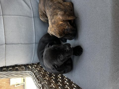 Cane corso yavrularımız