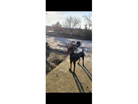 2 yaşında dişi ve erkek doberman