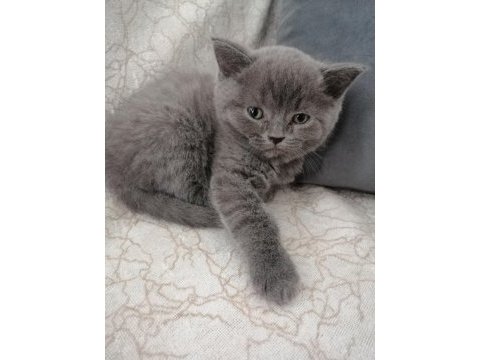 British shorthair erkek yavru