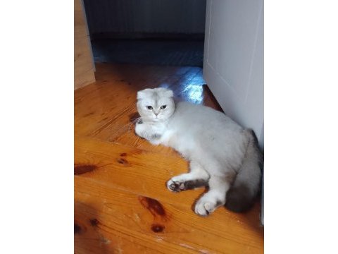 Scottish fold 1.5 yaşında