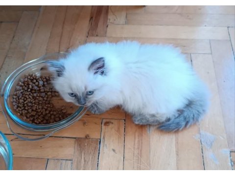 52 gunluk british longhair blue point yavru