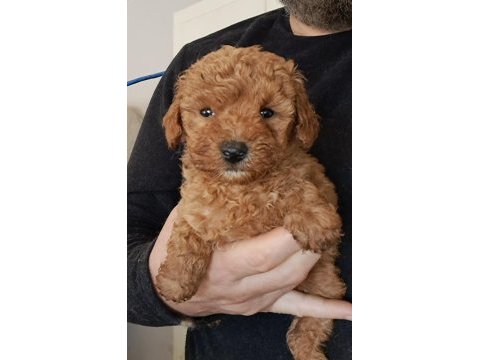 Mükemmel toy poodle yavrular