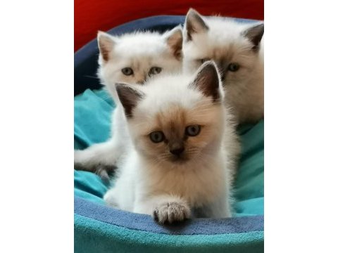British shorthair