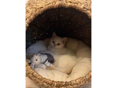 Sevimli british shorthair