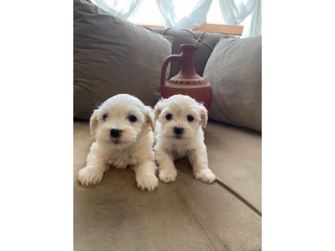 A kalite maltese terrier yavrularımız