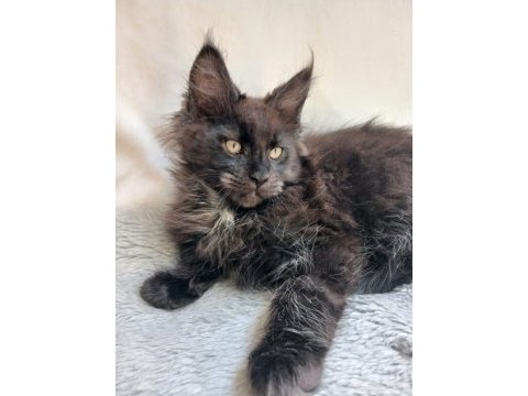 Sadece bu ırkın değerini bilen ailelere safkan maine coon