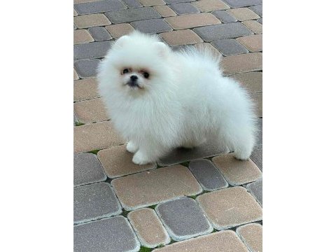 Yavru pomeranian köpeğimiz