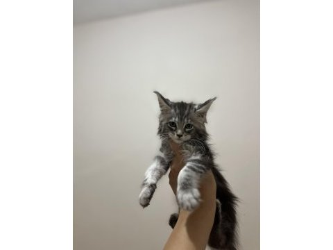 Şecere ve üretim izinli dev maine coon bebekler