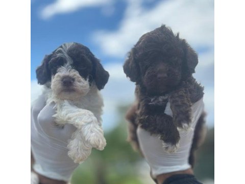 Trüf mantar avcısı logotto yavrularımız