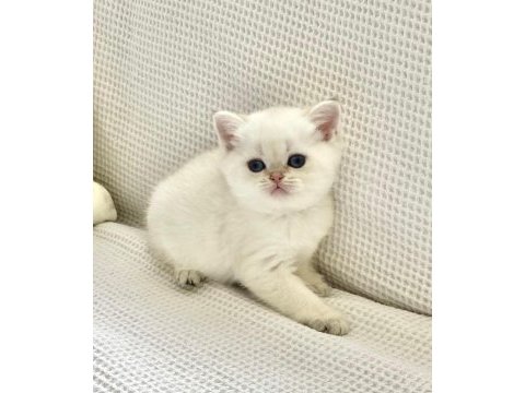 Beyaz prens mavi boncuk gözlü safkan british shorthair