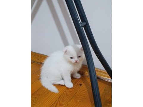 2 aylık scottish fold dişi kedimi sahiplendiriyorum