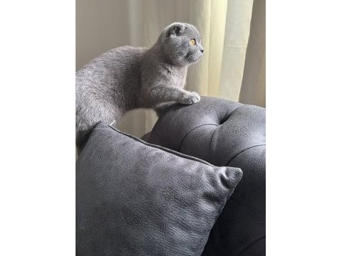 British shorthair kedimiz sahiplendirilecektir