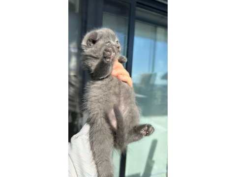 2 aylık british shorthair yavrular