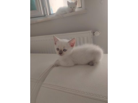 Bu erkek güzeli yavrularım uygun sahiplendirilecektir