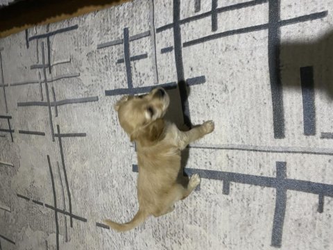 Cocker eşim hamile olduğu için sahiplendirmek zorundayız