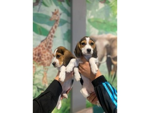 Beagle bebekler