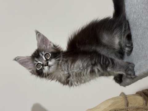 Maine coon güzel kızımız