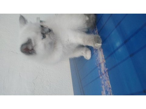 Minnak british shorthair kızım
