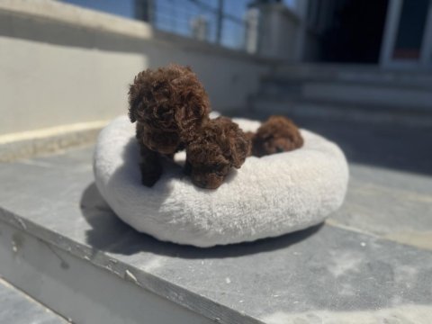 Wc eğitimli toy poodle yavrular ziyarete açık
