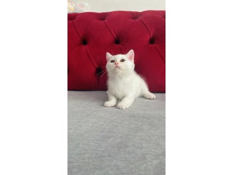 3 aylık dişi ve erkek british shorthair yavru