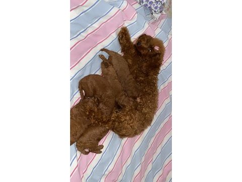 Yetişkin dişi poodle