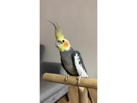Erkek 8 aylık sultan papağanı