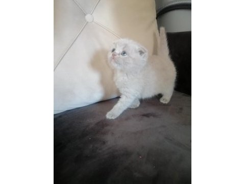 Scottish fold yavru kedimiz antalya