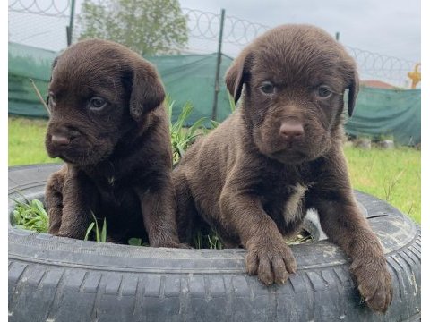 Chocolate labrador yavruları