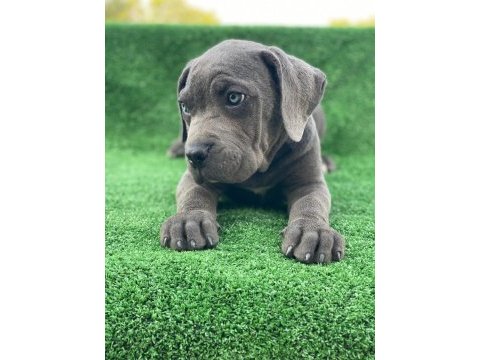 Cane corso dişi köpeğimiz