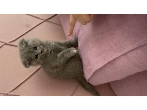 Acil sahiplendirilecek scottish fold eskişehir