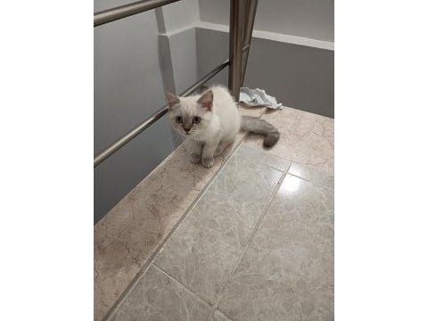 3 aylık yavrum mama ve tuvalet eğitimi tamam kedimiz