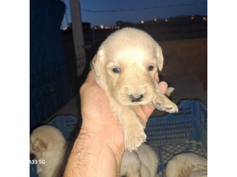 Dişi erkek golden retriever