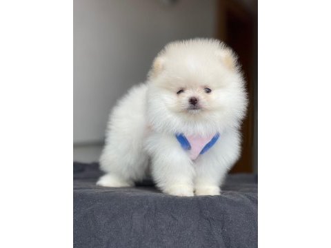 Safkan 1.sınıf pomeranian