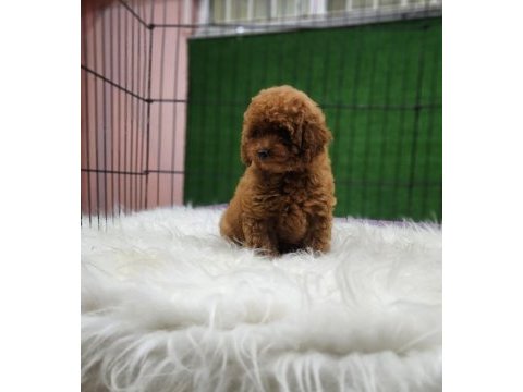Toy poodle ailemize katılmak istemez misiniz