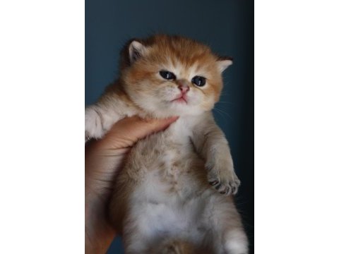 Erkek golden british shorthair