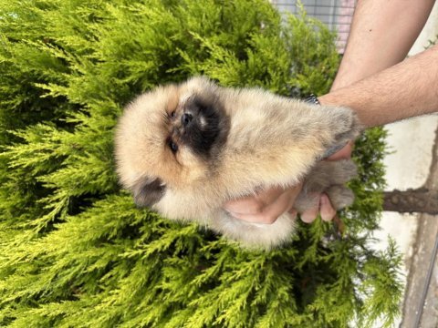 Minik ayıcık erkek pomeranian bebeklerimiz