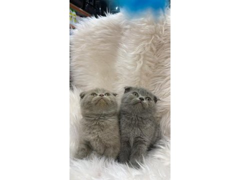 Güzel scottish fold yavrular yeni yuvalarını arıyor