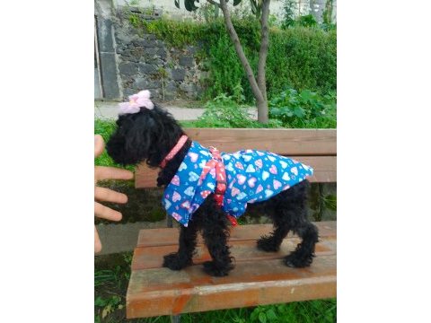 Toy poodle