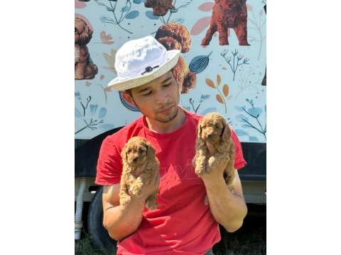 Maltipoo bebek yüzlü yavrular