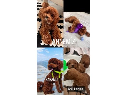 Red brown dişi toy poodle