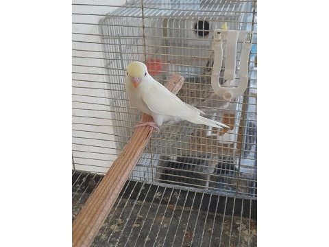 5 aylık kusursuz cremio renk dişi muhabbet kuşu